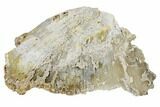Agatized Fossil Coral With Sparkly Quartz - Florida #188206-3